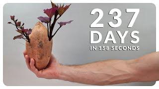 SWEET POTATO Time-lapse