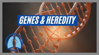 Heredity, Genes and Chromosomes