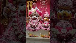 Jay Jagannath ️#Snana Yatra#devotionalsong #iskcontemple #hyderabad #mithunkumar 