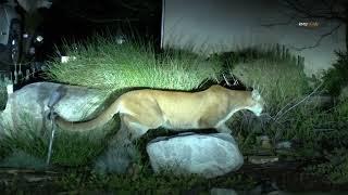 Sierra Madre, CA: Large Mountain Lion seen prowling around the neighborhood just before 1am.