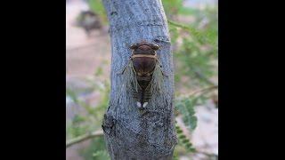 Cicada singing (Tucson)