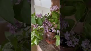 Still Loving the Lilacs!