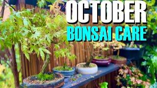 Essential October Bonsai Care