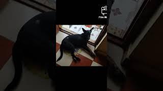 Chinni Reaction 