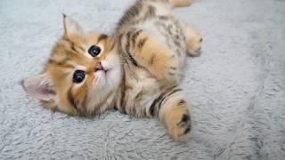 Cute kitten who gets tired after a fight and goes to sleep right away...