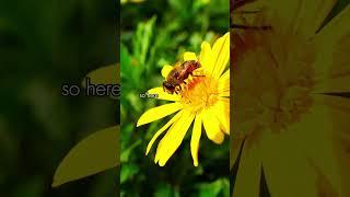 Saving The BeesFind more on vidashrooms.com #mushroom #bees  #lionsmane #shorts