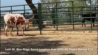 Struthoff Ranch Registered Texas Longhorn Consignment Lot #36 Blue Ridge Longhorn Sale 4-9-2021