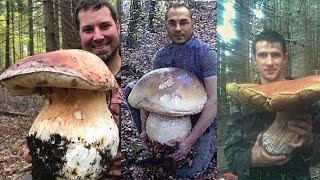 I 15 funghi porcini più grandi mai trovati