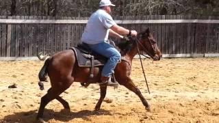 Mandalay Rey 3yo gelding for sale