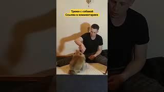шпиц померанский как дрессировать померанского шпица #дрессировкасобак #shorts