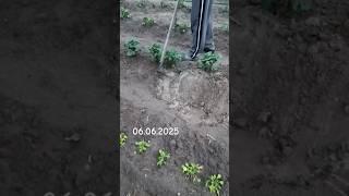 Дождь не помог #дача #картофель #жара #огород #дождь #урожай #garden