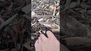 (Better View) How Deep Woodchips Should be. #garden #foodforest #soil #natural