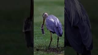 #greatblueheron heron catches gopher