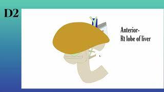 Duodenum anatomy Lecture from Snell's anatomy