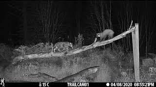 Wildcat and Pine Marten Face Off