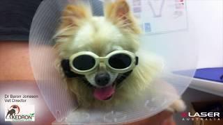 K-Laser Australia - Kedron Vet Surgery Brisbane - Laser Therapy