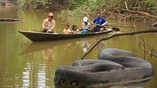 10 Hewan Buas Penguasa Sungai Amazon – Monster River