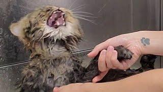 Hilarious angry Cat wants revenge on his groomer | Mayonnaise is back