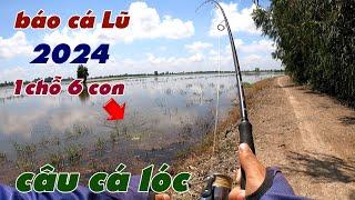 Câu Lure Cá Lóc   Câu Cá Lóc Mùa Nước Nổi 2024 Góc Ruộng Cạn 1 Chỗ 6 Con | Tâm Râu Vlog #348