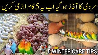 5 Winter Tips For All Birds | Budgies,Lovebirds winter care | Mujeeb Birds Breeding