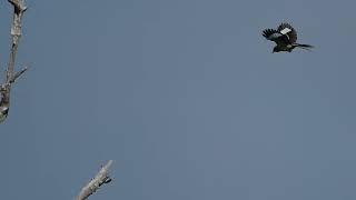 mockingbird in slow motion flight