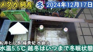 メダカ 冬 屋外 12月17日 越冬いつまで冬眠状態 水温5.5℃ めだか 飼育 水換え 餌やり 冬越し 玄関屋内 加温