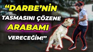 DARBE'NİN BAŞINI SEVENE OĞLAK, TASMASINI ÇÖZENE ARABA HEDİYE!