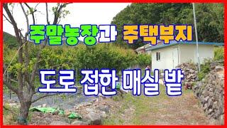 496 매실을 따면서 주말농장에 있는 농막에서 주말을 즐겨요 포항주말농장매매 장기주말농장매매 장기부동산 포항부동산 지목부동산 주말농장과 주택부지를 한곳에서 만나요 매실밭에서 즐겨요