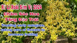 Xử Lí Xoài Sớm Vụ 2024, Chăm Sóc Hoa Lấy Nhuỵ | VTK.CHANNEL