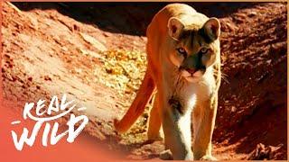 The Rocky Mountain Lions (Wildlife Documentary) | Real Wild