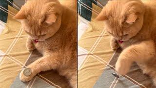 Cat Mimics Owner's Coin Trick