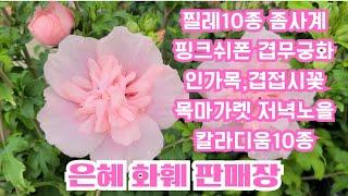 은혜화훼판매장4K영상택배주문010 2651 4421#인가목(겹해당화)#찔레10종 좀사계,삼색,골든,밍키,카멜레온#무궁화핑크쉬폰#겹접시꽃#목마가렛저녁노을#고려담쟁이#칼라디움10
