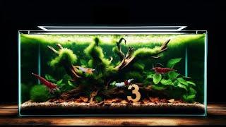 3 Things Every Shrimp Tank Needs