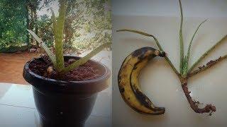 How to grow aloe vera plant faster at home using banana peel fertilizer