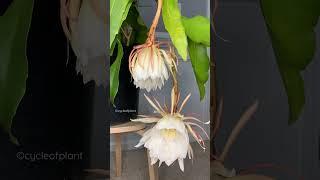 Beautiful Queen of the night blooms | Brahma Kamal Flowers