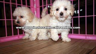 Maltipoo, Yorkie, Morkie, Shihpoo, Cavachon, Puppies For Sale, Atlanta, Georgia Local Breeders