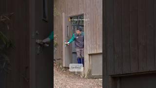 [에버랜드 판다월드] 아이바오 당근 지킴이 강바오님#판다 #panda #aibao #아이바오 #강애보