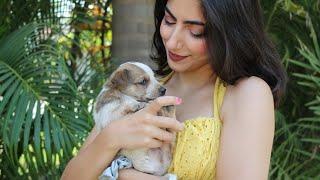 Quick Abs Workout with Puppies ️