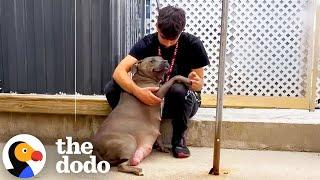 Pittie Reunites With Her Sister Just In Time To Go Into Labor | The Dodo