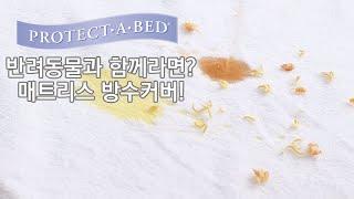 반려동물과 함께라면? 매트리스 방수커버는 선택아닌 필수!