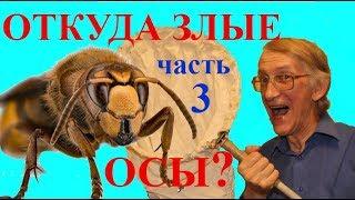 Откуда берутся Осы и Шершни? Опасны ли Осы? ЧАСТЬ-3.