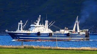 Промысел путассу на борту МРКТ Капитан Назин - Bluewhiting catching aboard of f/t Kapitan Nazin