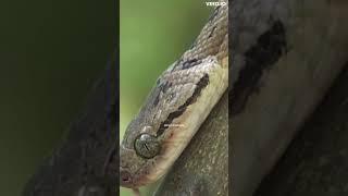 Incredible Snake Facts: Eye-opening Secrets, Shedding Skin, and Super Venom! #shorts