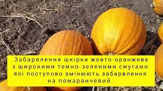 Готовимо гарбуз на посів. Відбір посівного матеріалу.