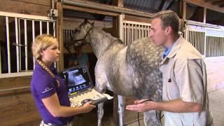 Kentucky Farm Bureau presents Bluegrass & Backroads: Rood & Riddle Veterinarian