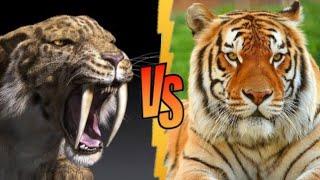 Siberian Tiger vs Smilodon - Which Would Have Been Stronger?/saber tooth tiger vs Siberian tiger