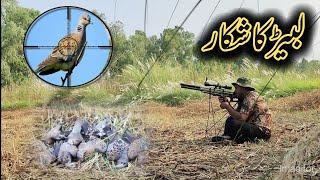 Turtle Dove ( Laber ) ka Shikar || Russian Dove Hunting at Long range #hunting