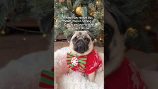 Mosy says it’s all LIES!  #pug #dog #funny