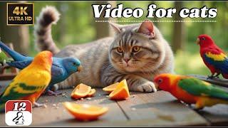 Ultimate Cat TV for Cats | Long Play Wildlife with Birds, Squirrels & Nature Sounds