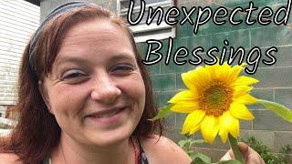 My CHICKENS planted SUNFLOWERS | Garden Update | The Shearin Homestead VLOG